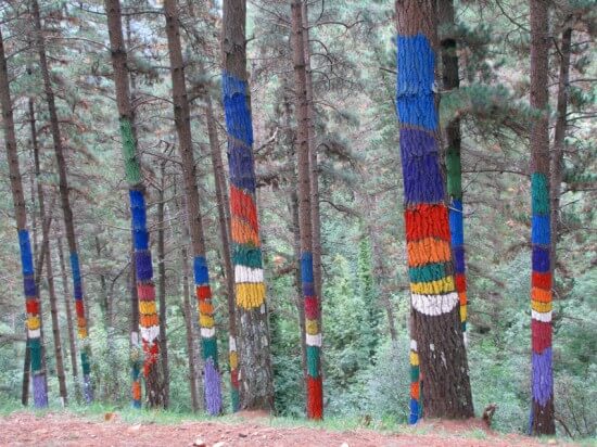 Bosque de Oma