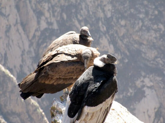condor2