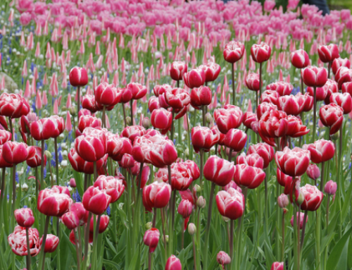 El jardín floral Keukenhof de Holanda