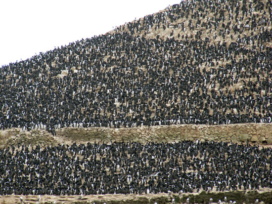 Pinguinos Humboldt en Islas Ballestas